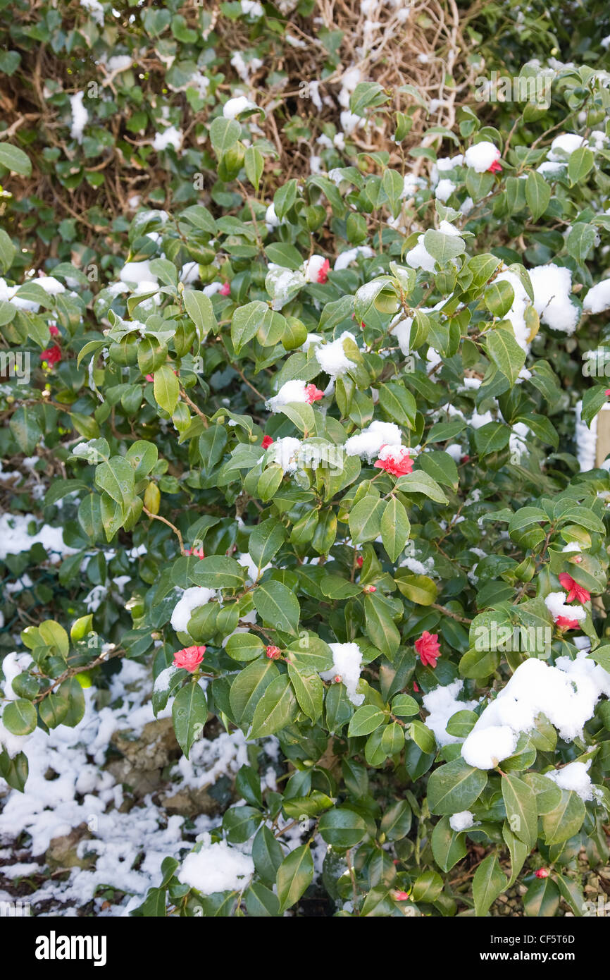 Winter Garden British garden in Allendale, Kent, UK, overlooking Romney Marsh A light snowfall on Camellia williamsii Stock Photo