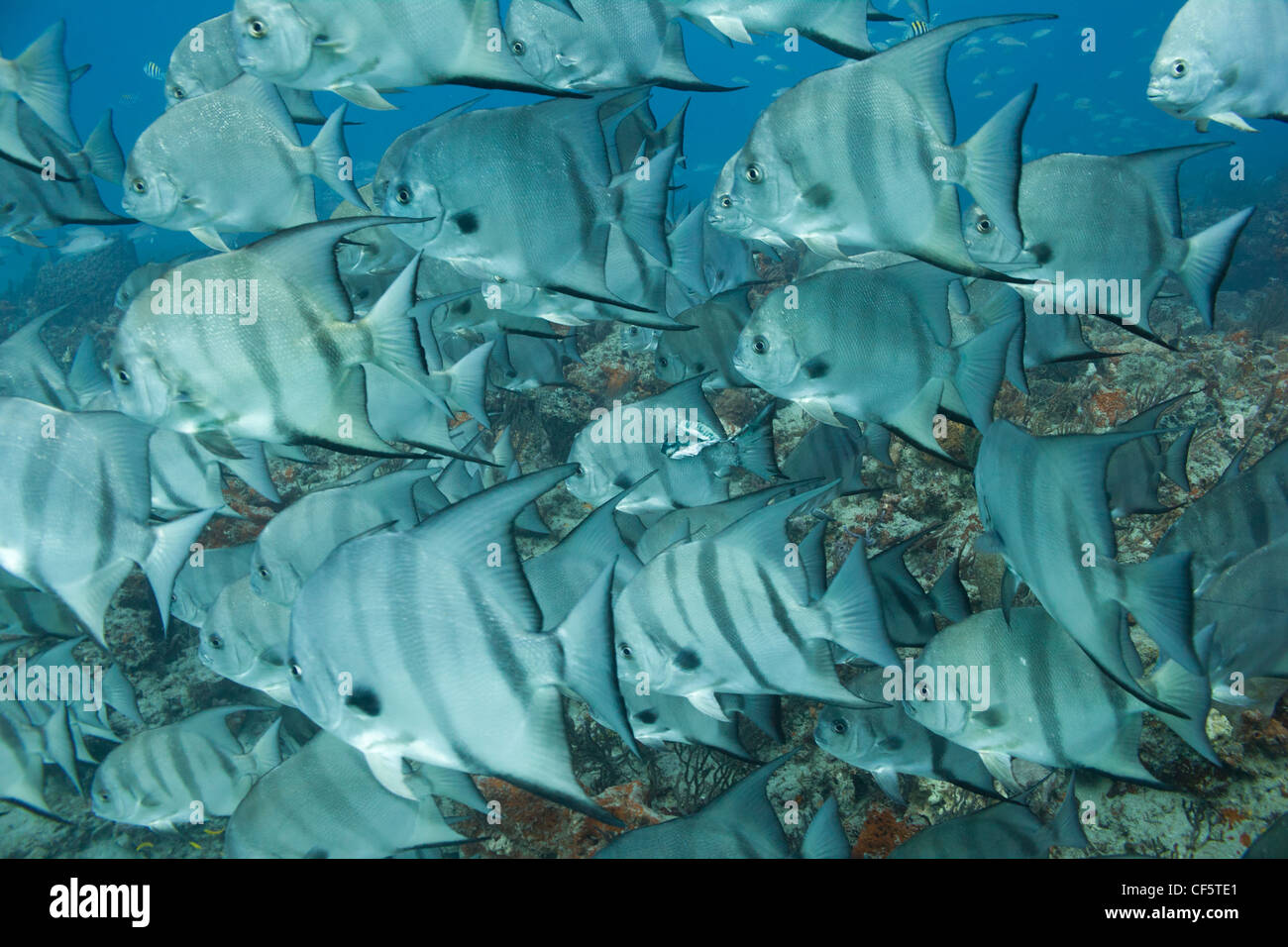 spadefish Stock Photo