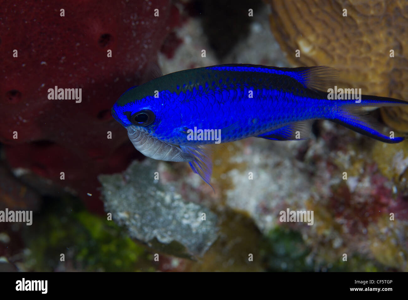 blue chromis damselfish with cymothoid isopod Stock Photo