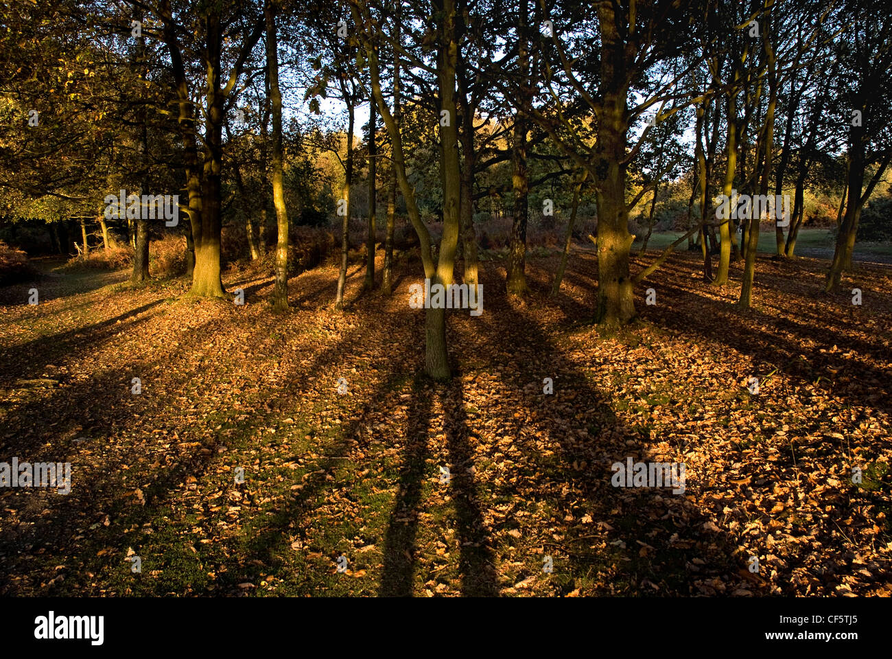 Long shadows cast from autumnal trees at sunset on Headley Common. Stock Photo