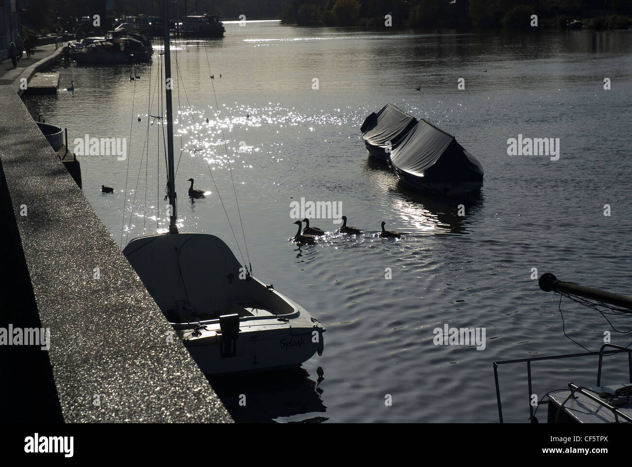 Peaceful view of ducks swimming past boats moored on the River Thames at Kingston upon Thames. Stock Photo
