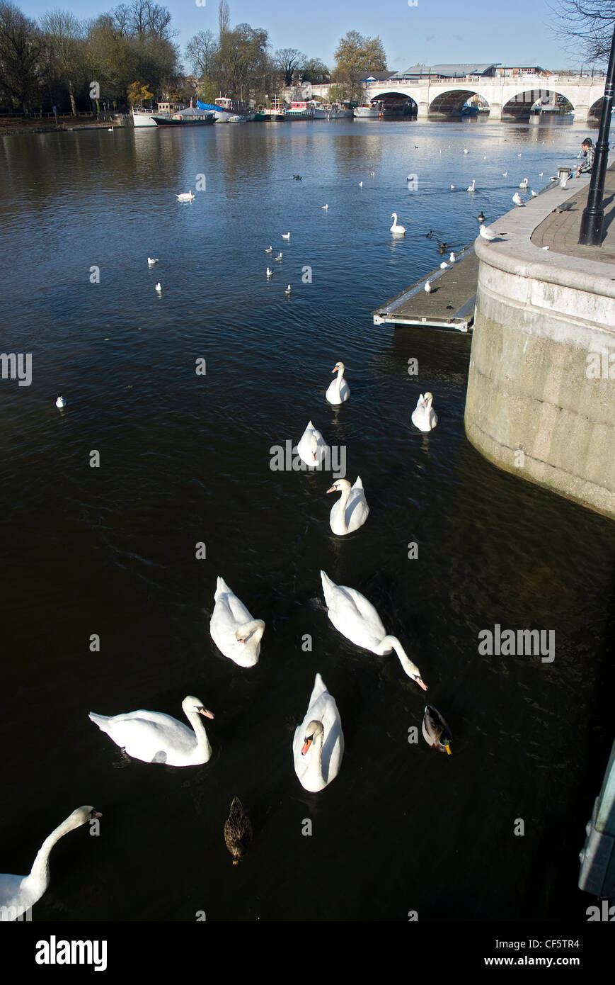 Swans and ducks on the River Thames at Kingston upon Thames. Stock Photo