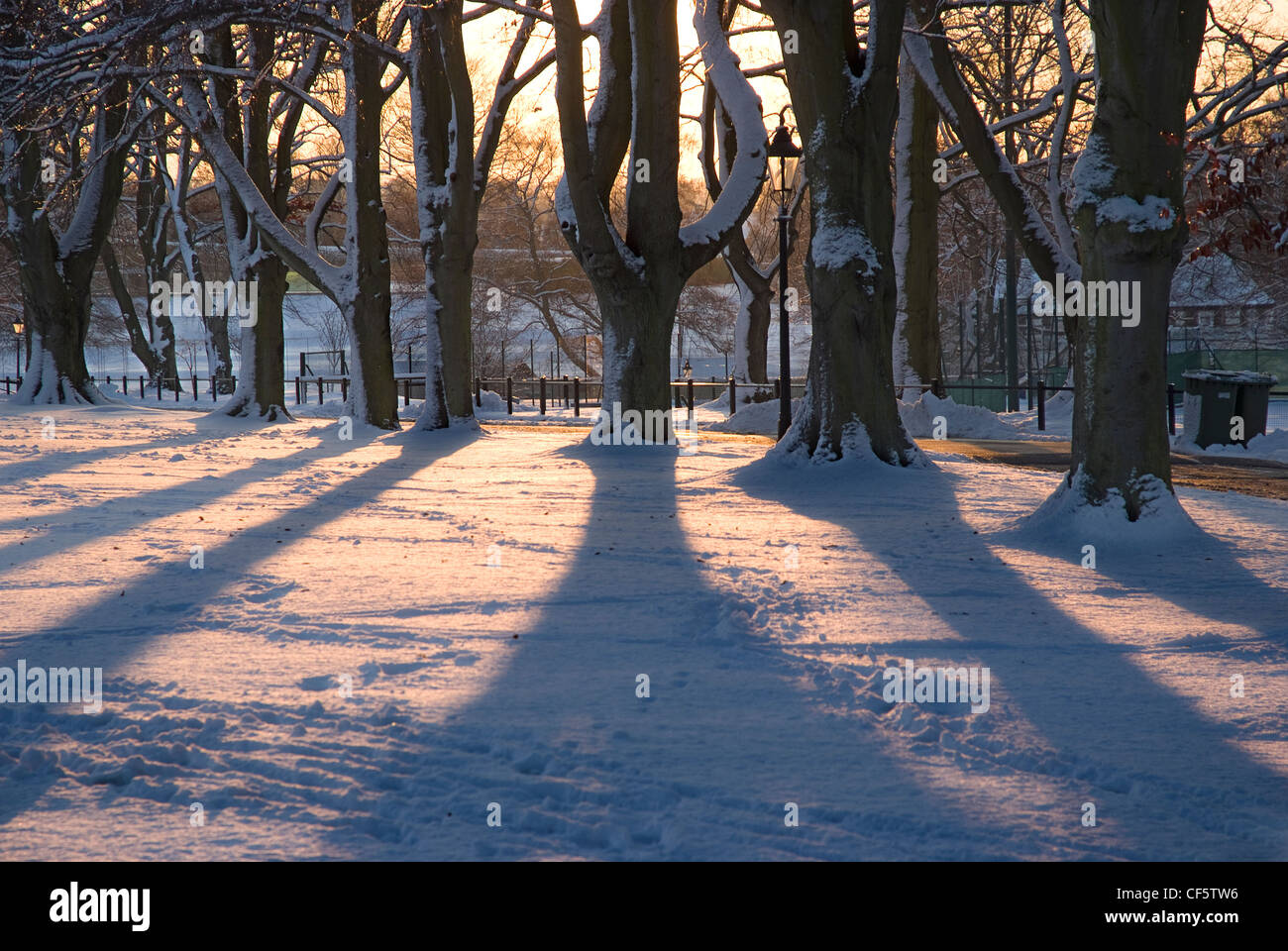 Long shadows from trees over snow covered ground in low evening light. Stock Photo