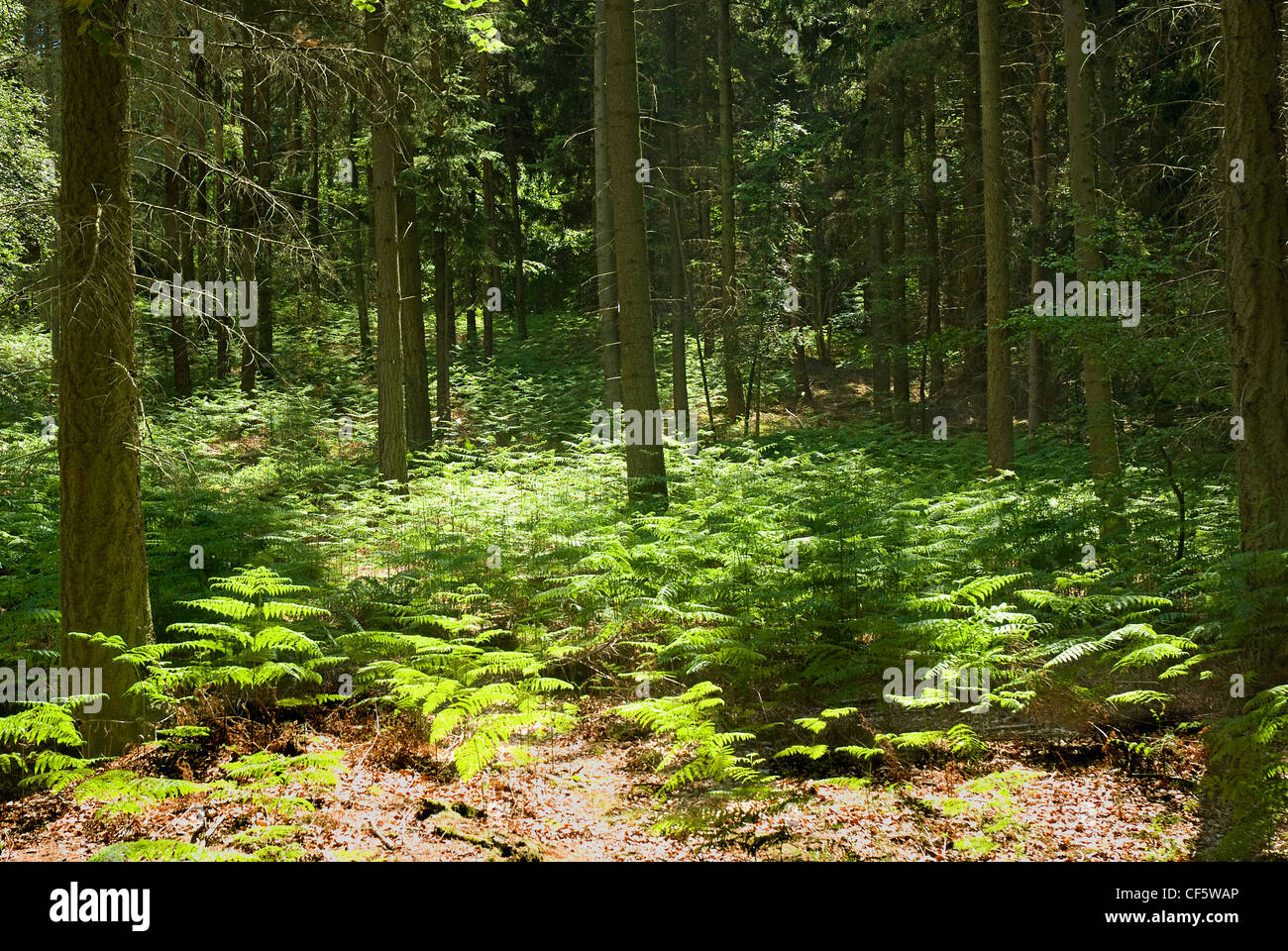 Shafts of sunlight through trees lighting ferns on a woodland floor near Coldharbour. Stock Photo