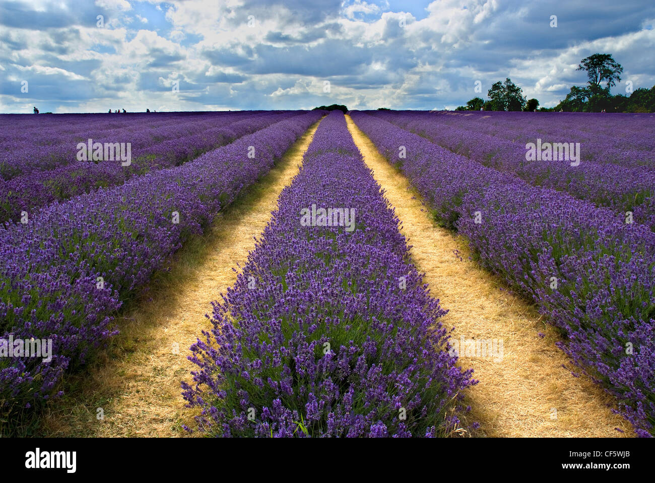 Rows of lavender growing at Mayfield Lavender farm on the Surrey Downs. Stock Photo