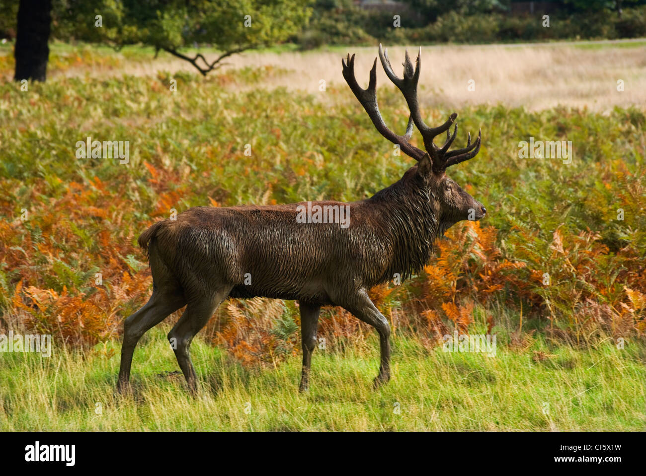A red stag in Richmond Park during the rutting season in autumn. Richmond Park is the largest Royal Park in London and is still Stock Photo