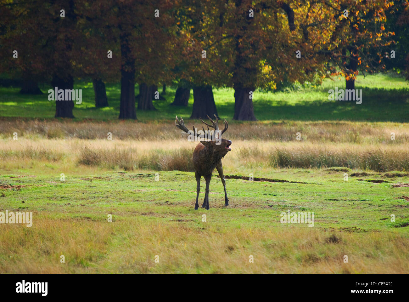 A red stag in Richmond Park during the rutting season in autumn. Richmond Park is the largest Royal Park in London and is still Stock Photo