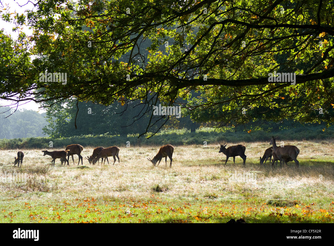 Hinds grazing in Richmond Park during the autumn rutting season. Richmond Park is the largest Royal Park in London and is still Stock Photo