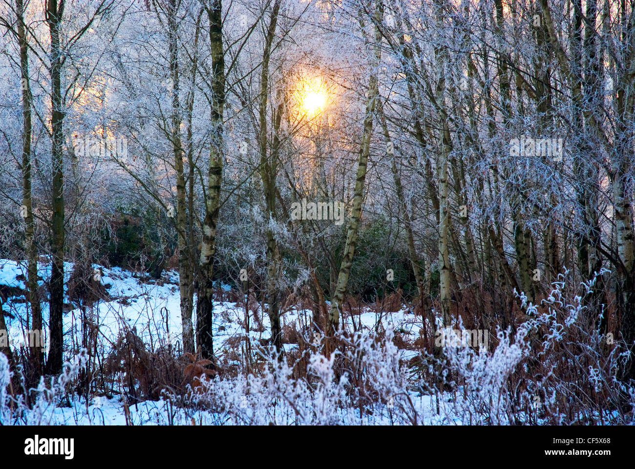 A watery sun illuminating silver birch trees in snow near Coldharbour. Stock Photo