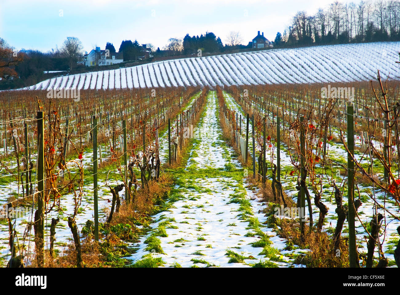 Snow on the ground at Denbies English Vineyard in winter. Stock Photo