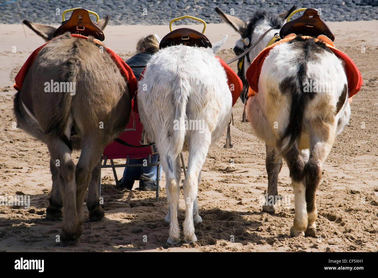 A rear view of donkeys on the beach at Blackpool. Stock Photo
