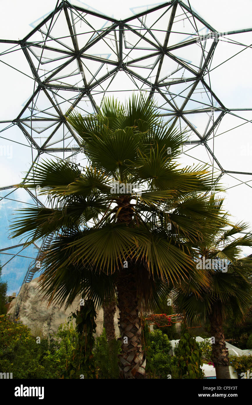 A tropical palm inside a dome in the Eden Project. The Eden Project contains a collection of plants found throughout the world a Stock Photo