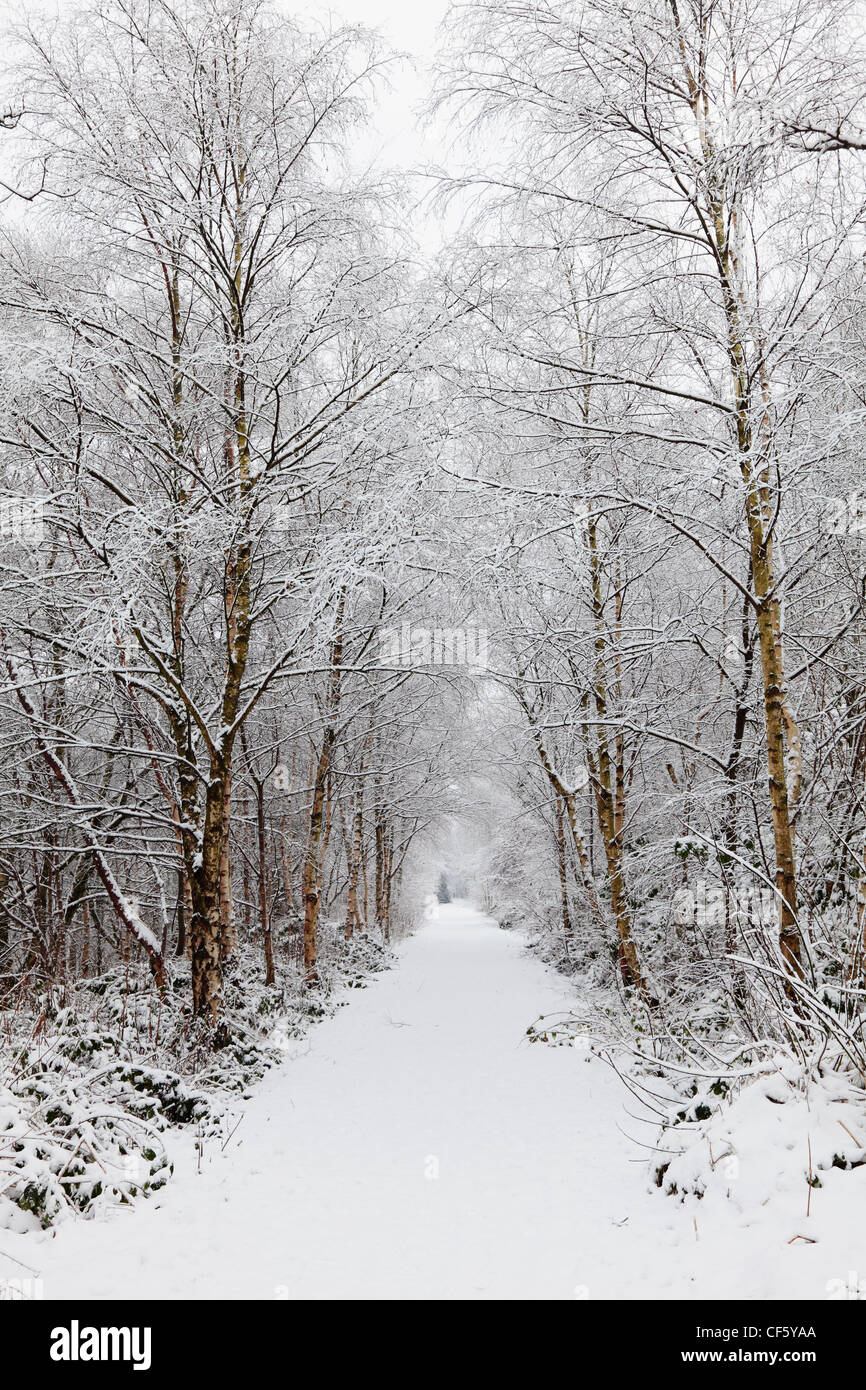 Snow covered path leading through trees Stock Photo Alamy