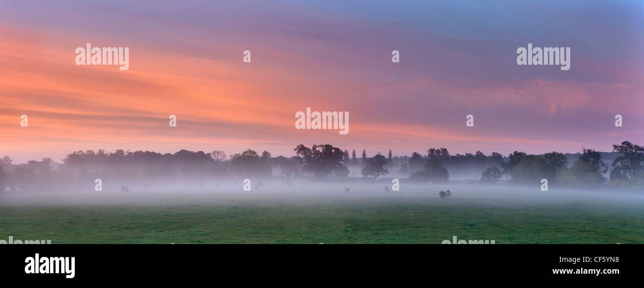Cattle grazing in misty fields at sunrise on the Somerset Levels. Stock Photo