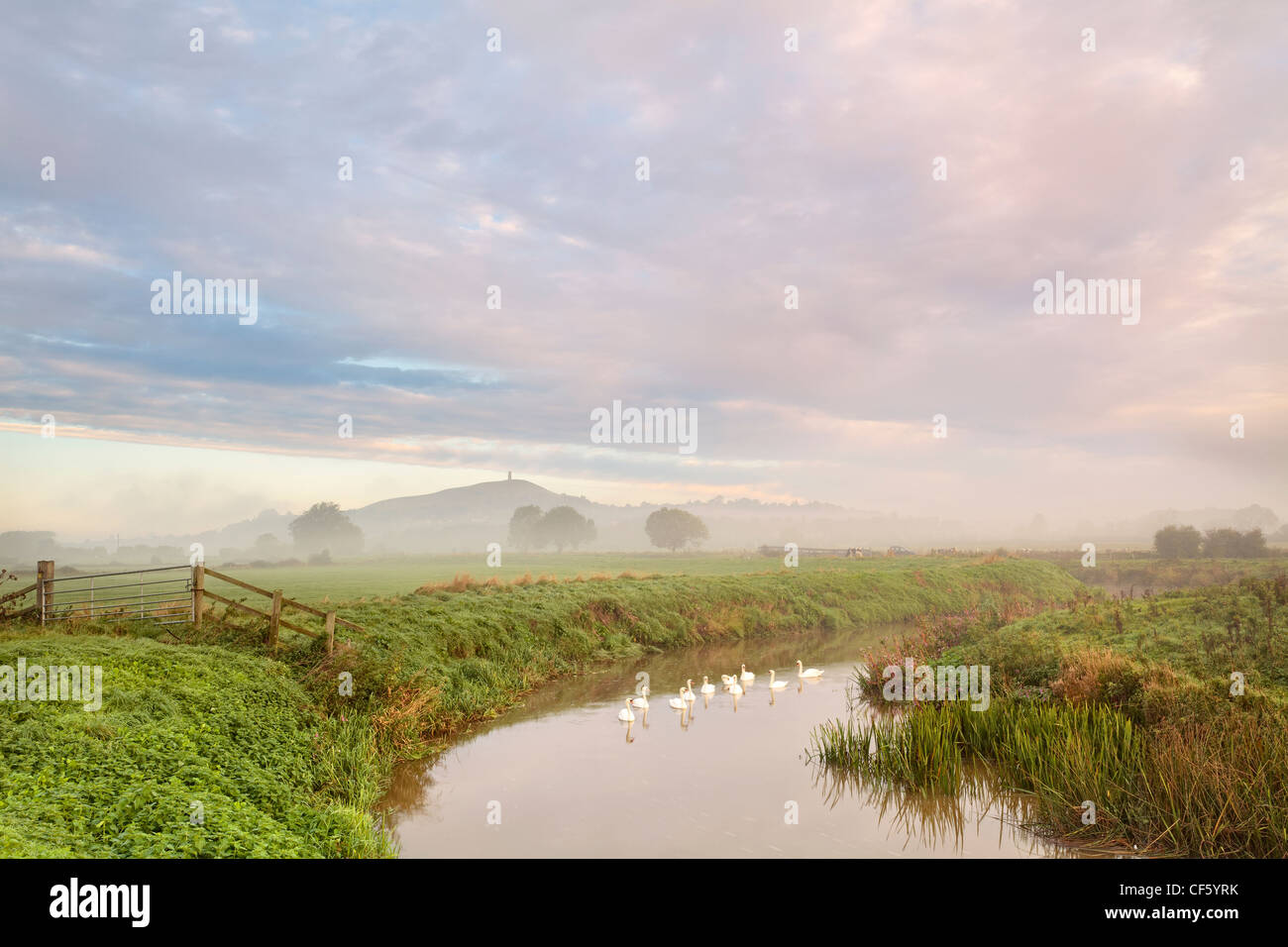 Low lying mist over a flock of Swans on the River Brue at sunrise with Glastonbury Tor in the distance. Stock Photo