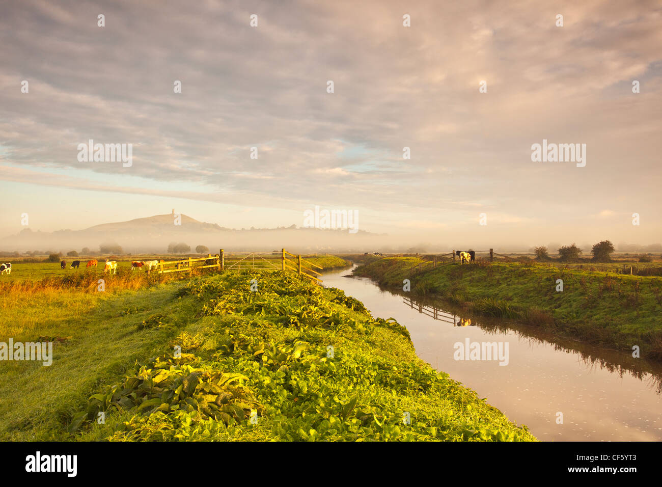 Cattle grazing in fields either side of the River Brue with Glastonbury Tor in the distance. Stock Photo