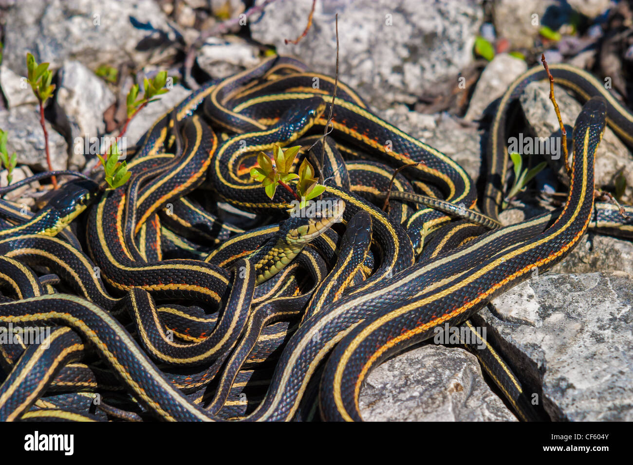 Looking for a mate, red sided garter snakes Stock Photo