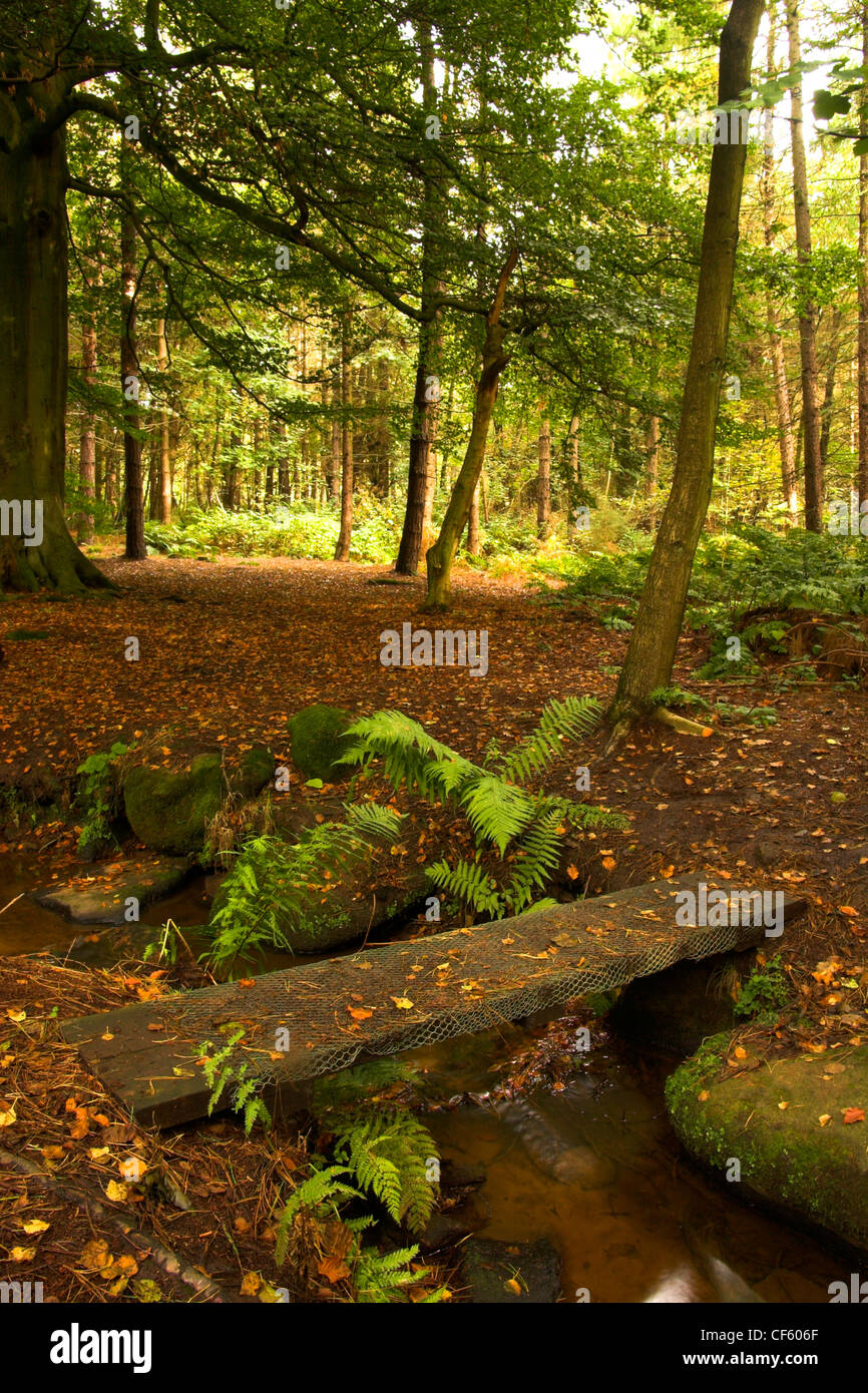 Shining cliff woods derbyshire hires stock photography and images Alamy