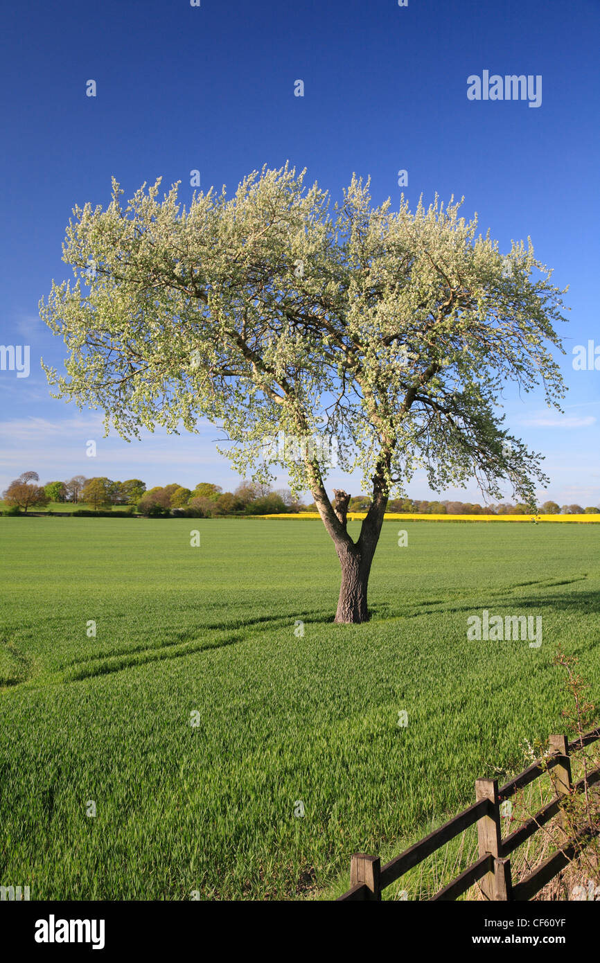 A solitary tree in a crop field outside Wakefield. Individual trees in ...