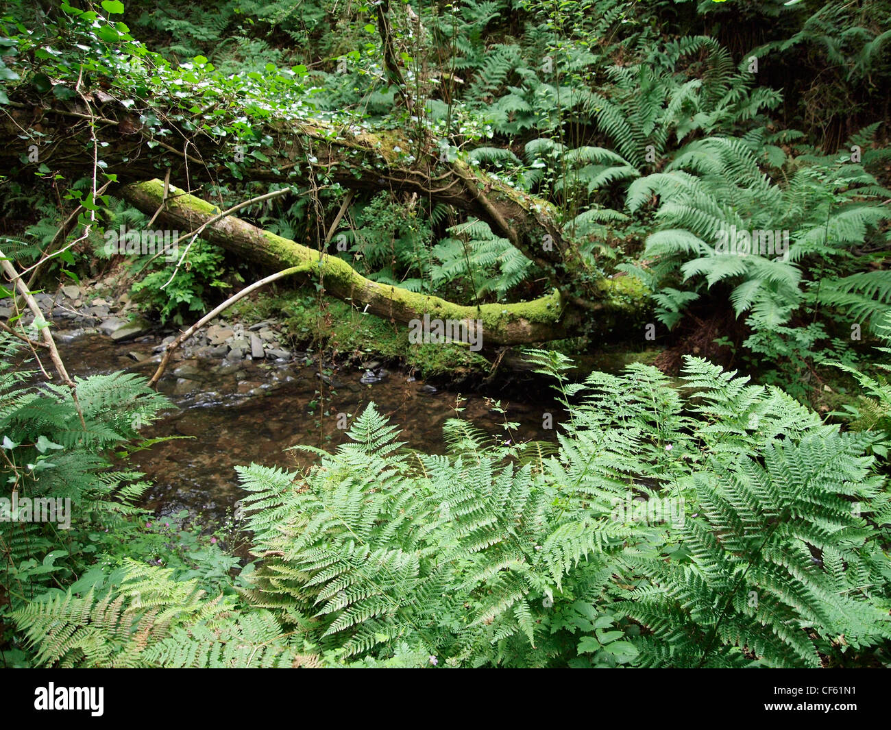 Jungle-like forest on the coast of Wales, United Kingdom Stock Photo