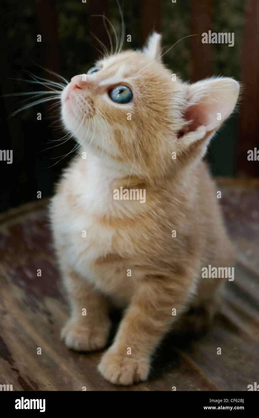 Small ginger kitten with clear blue eyes looking curiously up Stock Photo