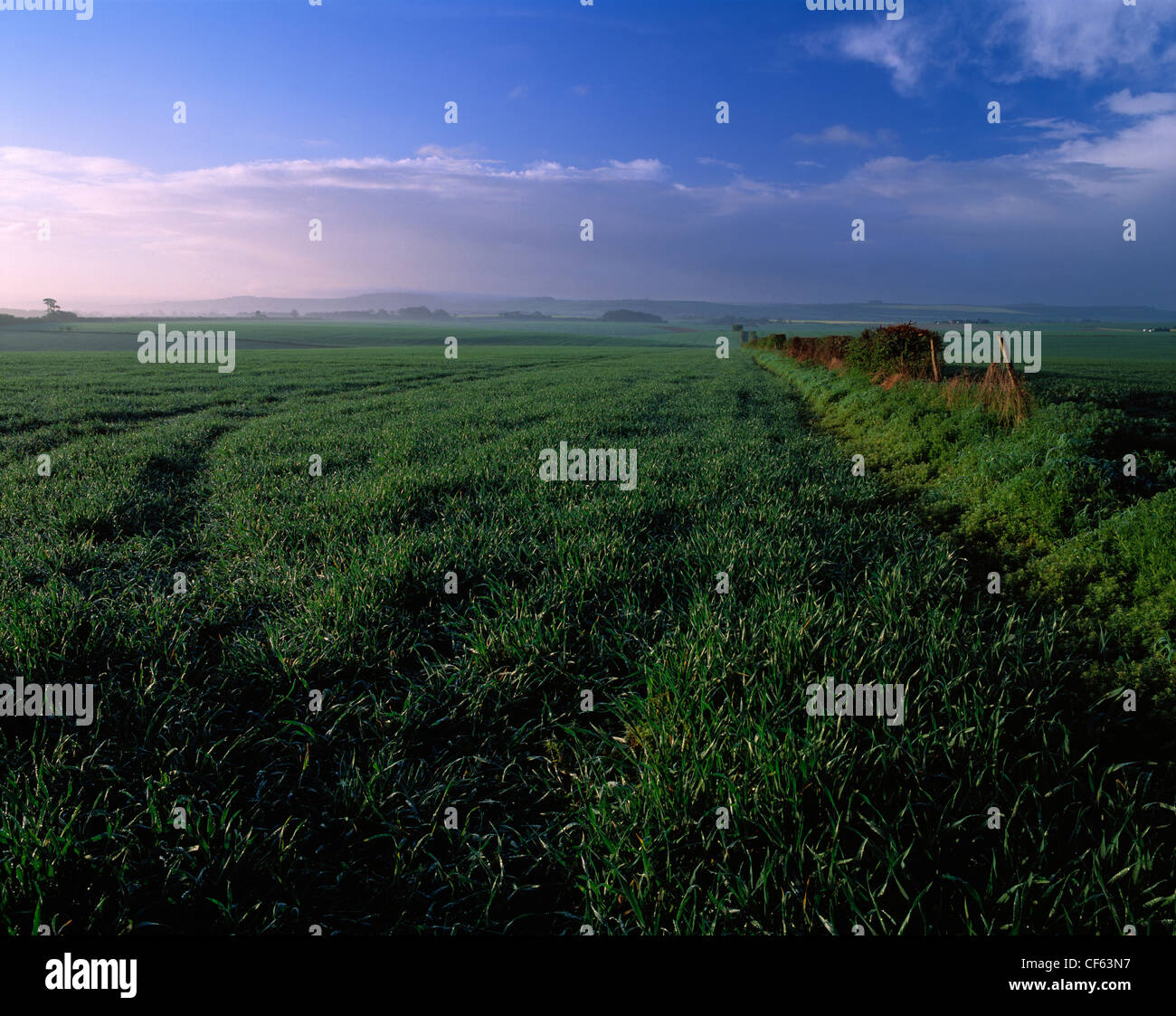 Sunlight highlighting dew on crop seedlings at dawn. Stock Photo