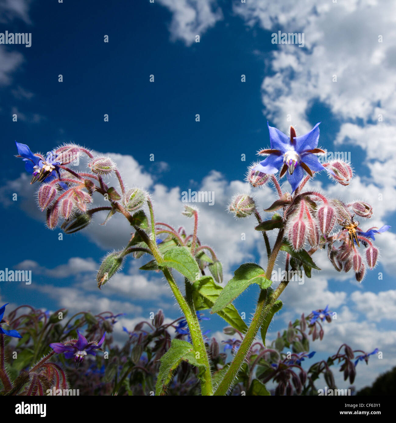 Close up of blue Borage flower also known as Starflower. Stock Photo