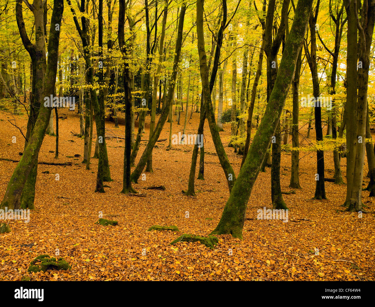 Autumnal colours on display in Eyeworth Wood in the New Forest. Stock Photo