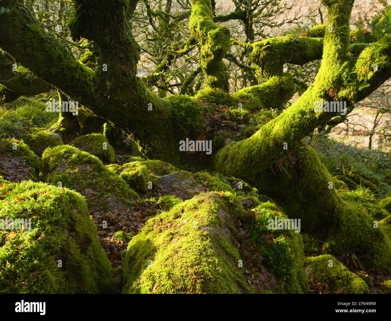Ancient stunted moss covered Sessile Oak woodland in Wistman's Wood. Stock Photo