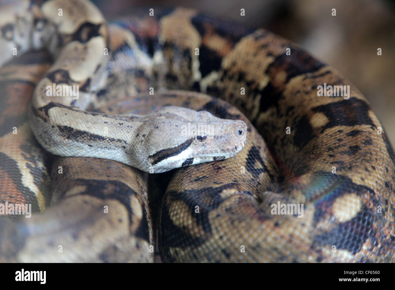 Boa constrictor attack hi-res stock photography and images - Alamy