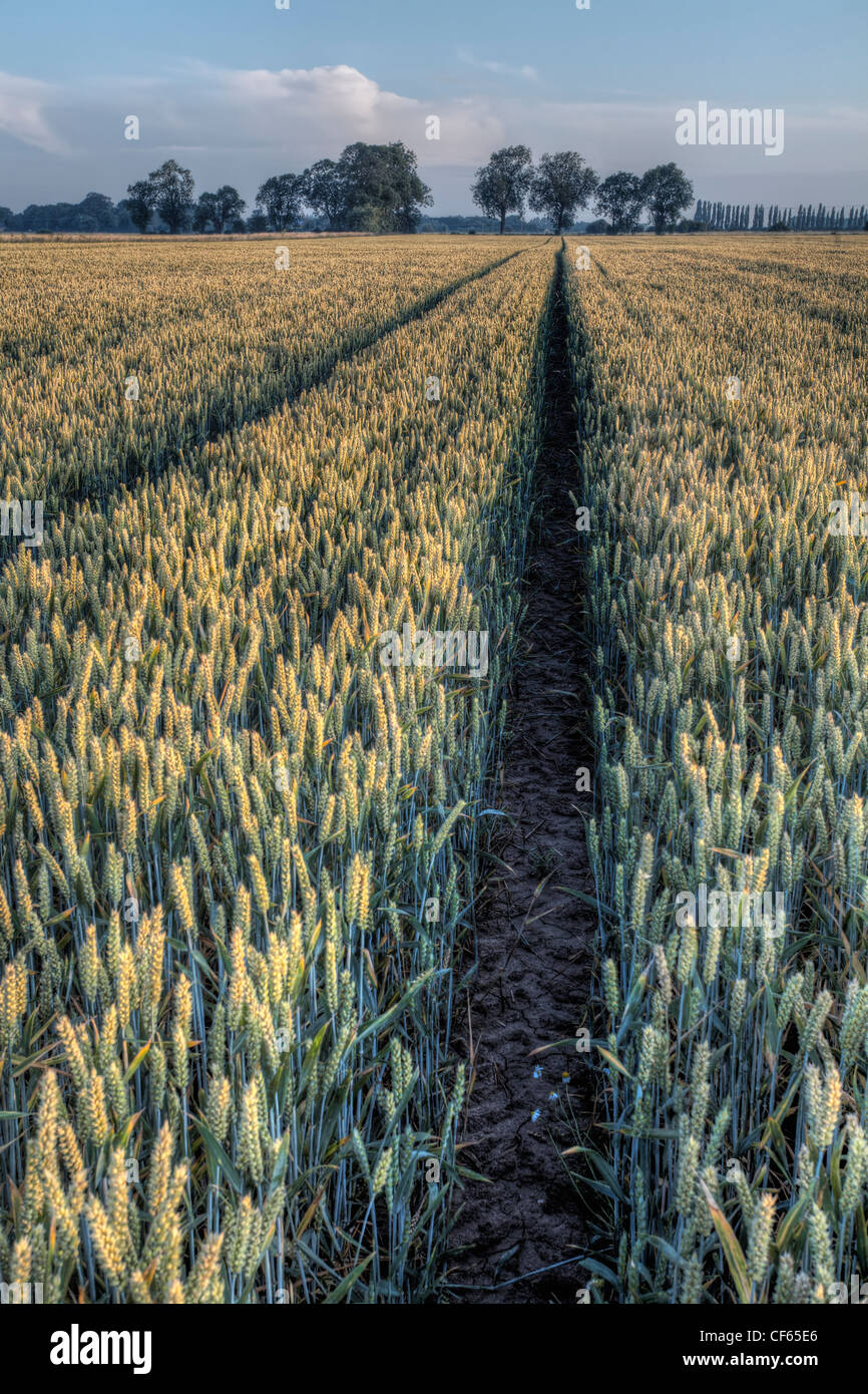 Path through a field of ripening wheat just before harvest. Stock Photo