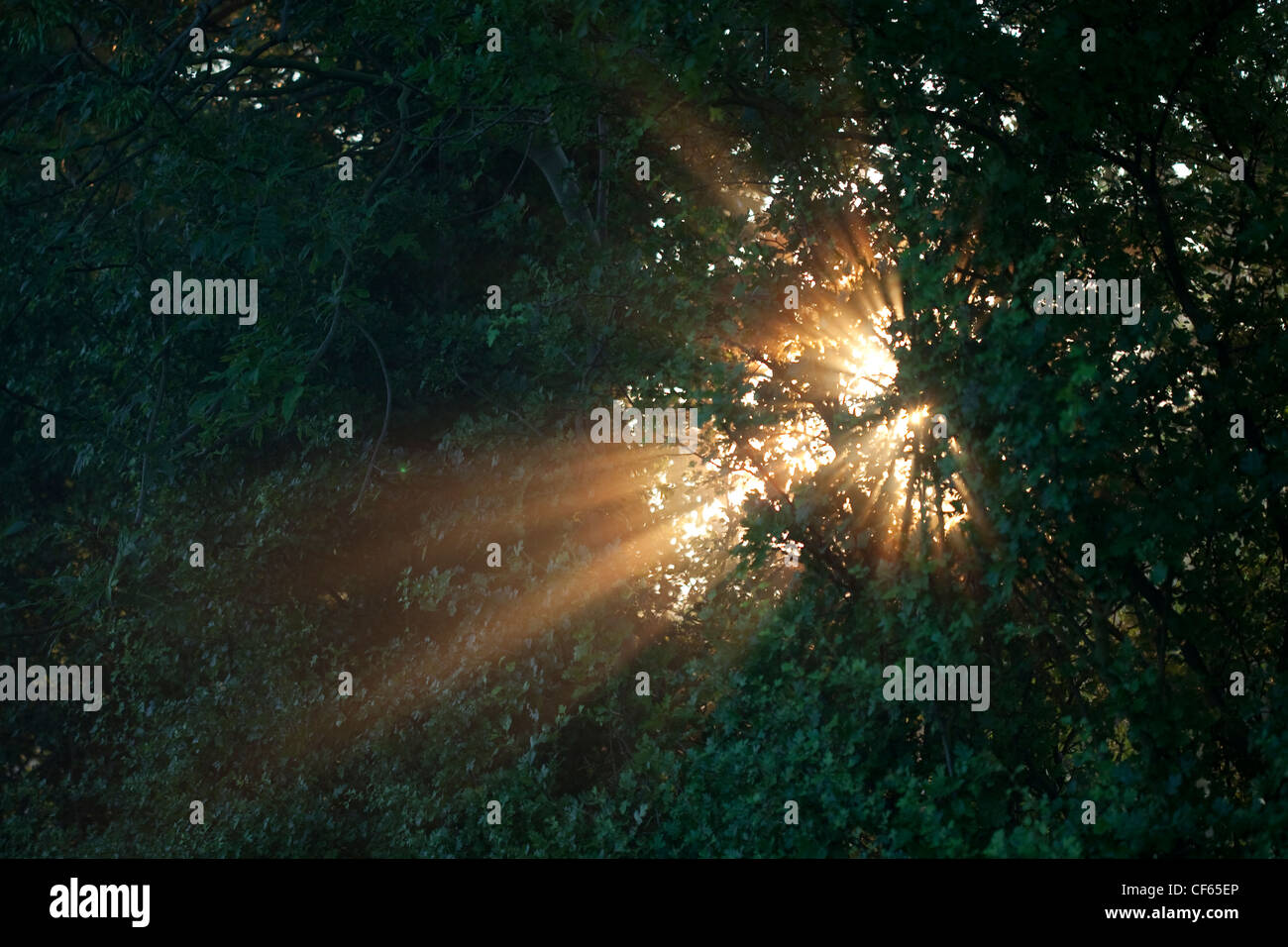 Sunlight bursting through the leaves of a tree. Stock Photo