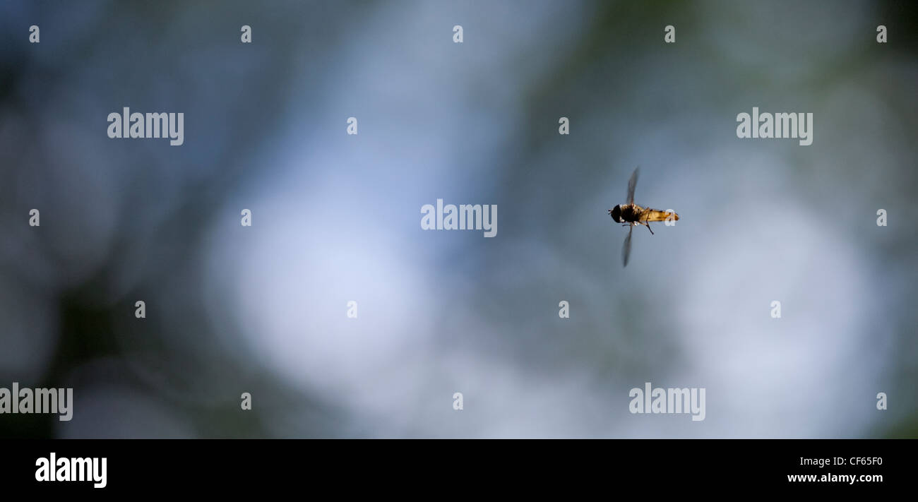 A hoverfly (Syrphidae family) in flight. Stock Photo