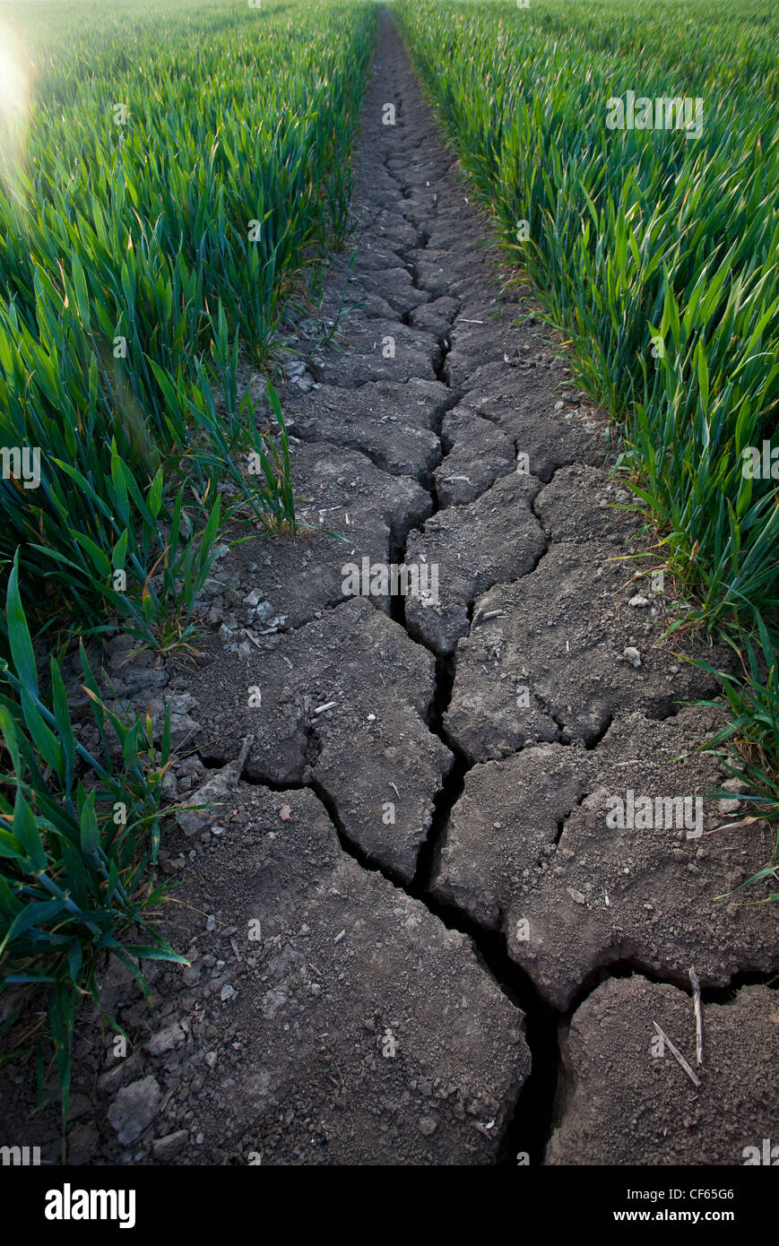 Cracked earth along a tractor track in a field of wheat. Stock Photo