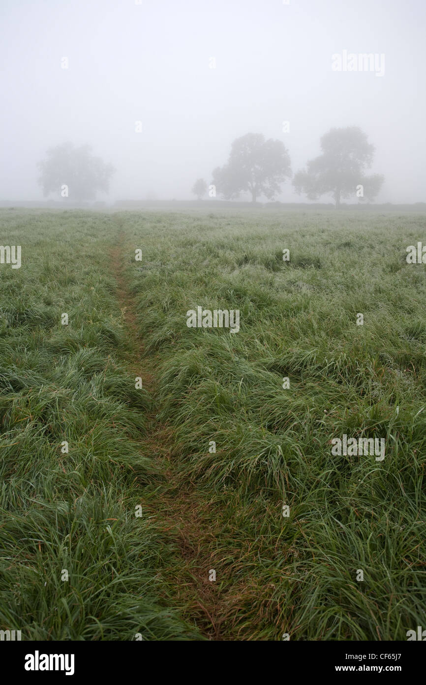 A pathway across a field shrouded in fog. Stock Photo