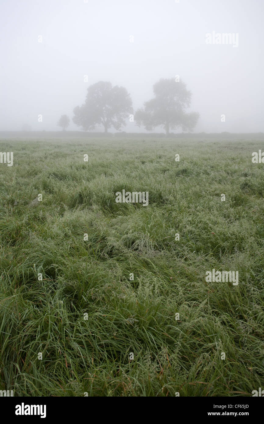 Fog over a grassy field. Stock Photo