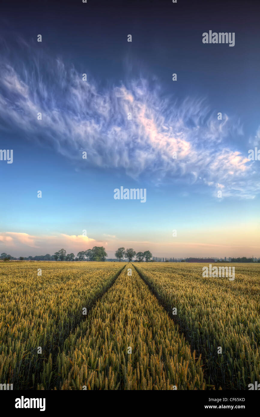 A wheat field at dawn with wispy clouds above. Stock Photo