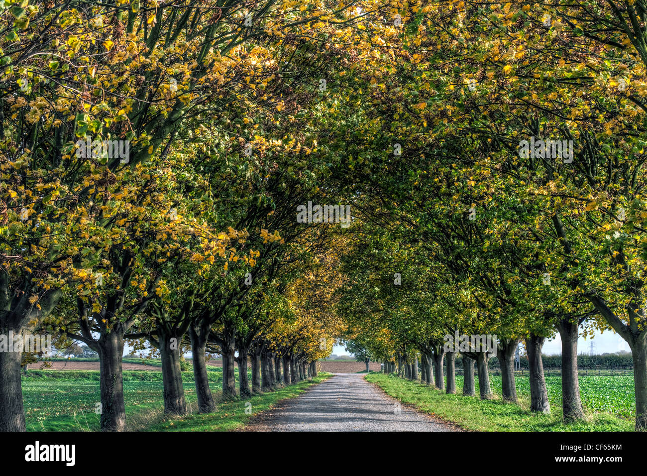 Autumnal leaves on trees lining a single track road. Stock Photo