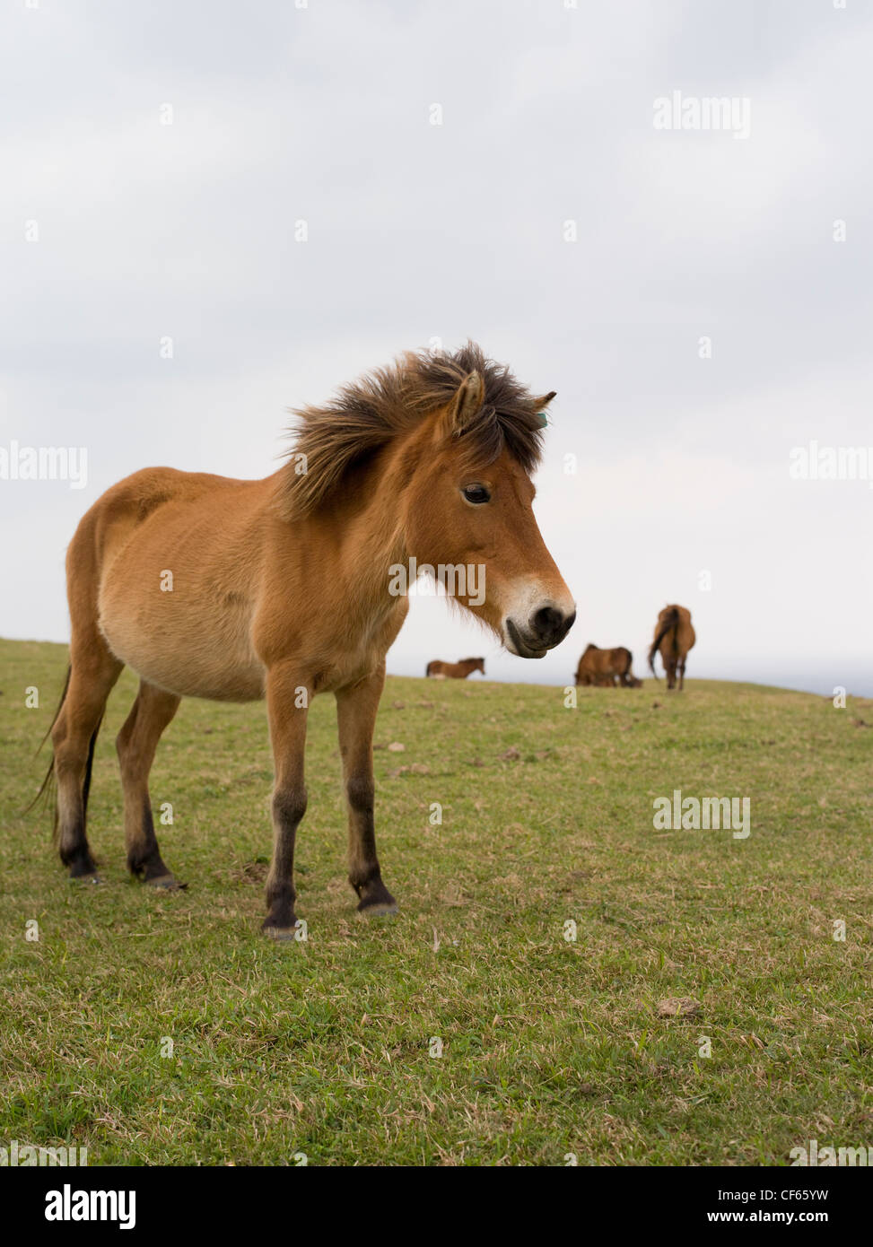 Yonaguni horse  / Yonaguni Pony, Yonaguni Island, Okinawa, Japan Stock Photo