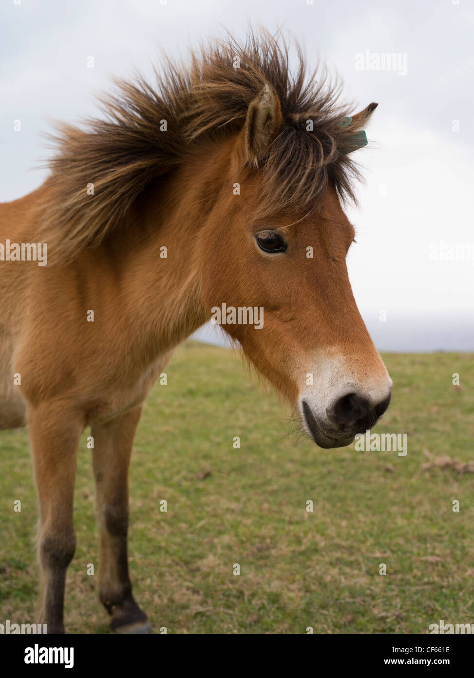 Yonaguni horse  / Yonaguni Pony, Yonaguni Island, Okinawa, Japan Stock Photo