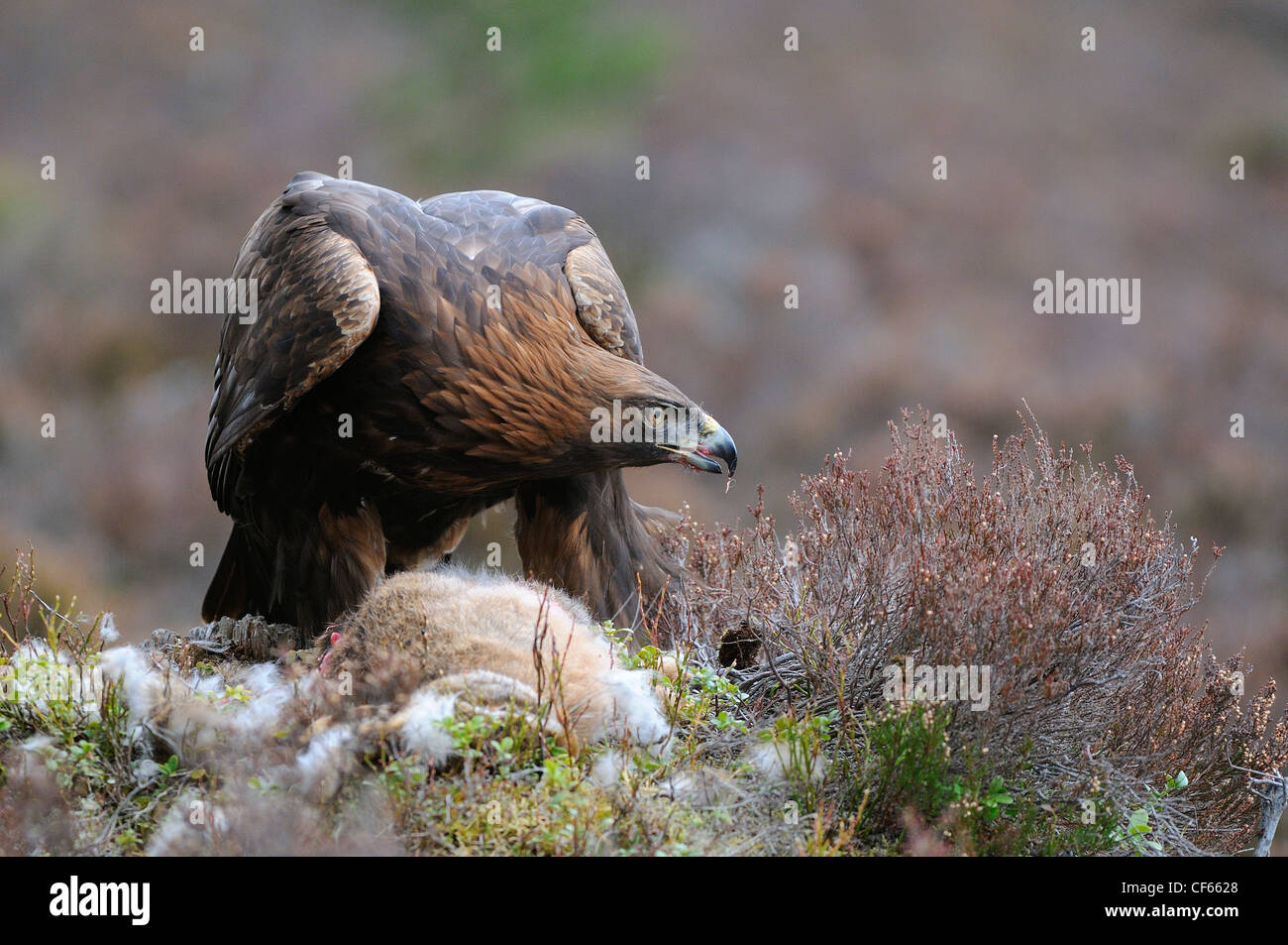 A Golden Eagle (Aquila Chrysaetos) feeding on a moutain hare. Stock Photo