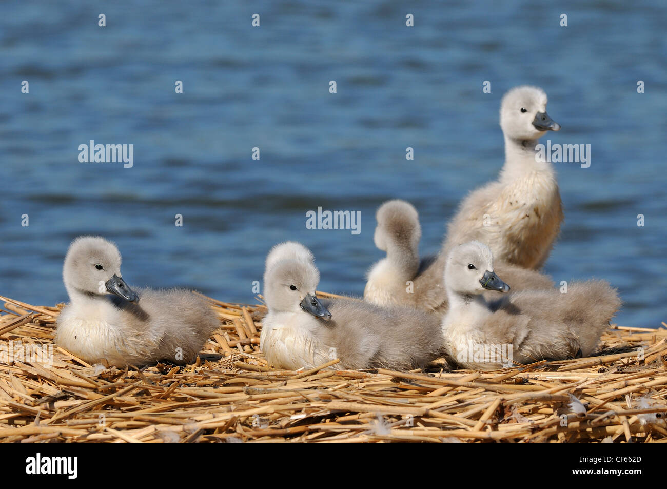 Mute Swan (Cygnus Olor) family of cygnets on the nest at Abbotsbury Swannery. Stock Photo