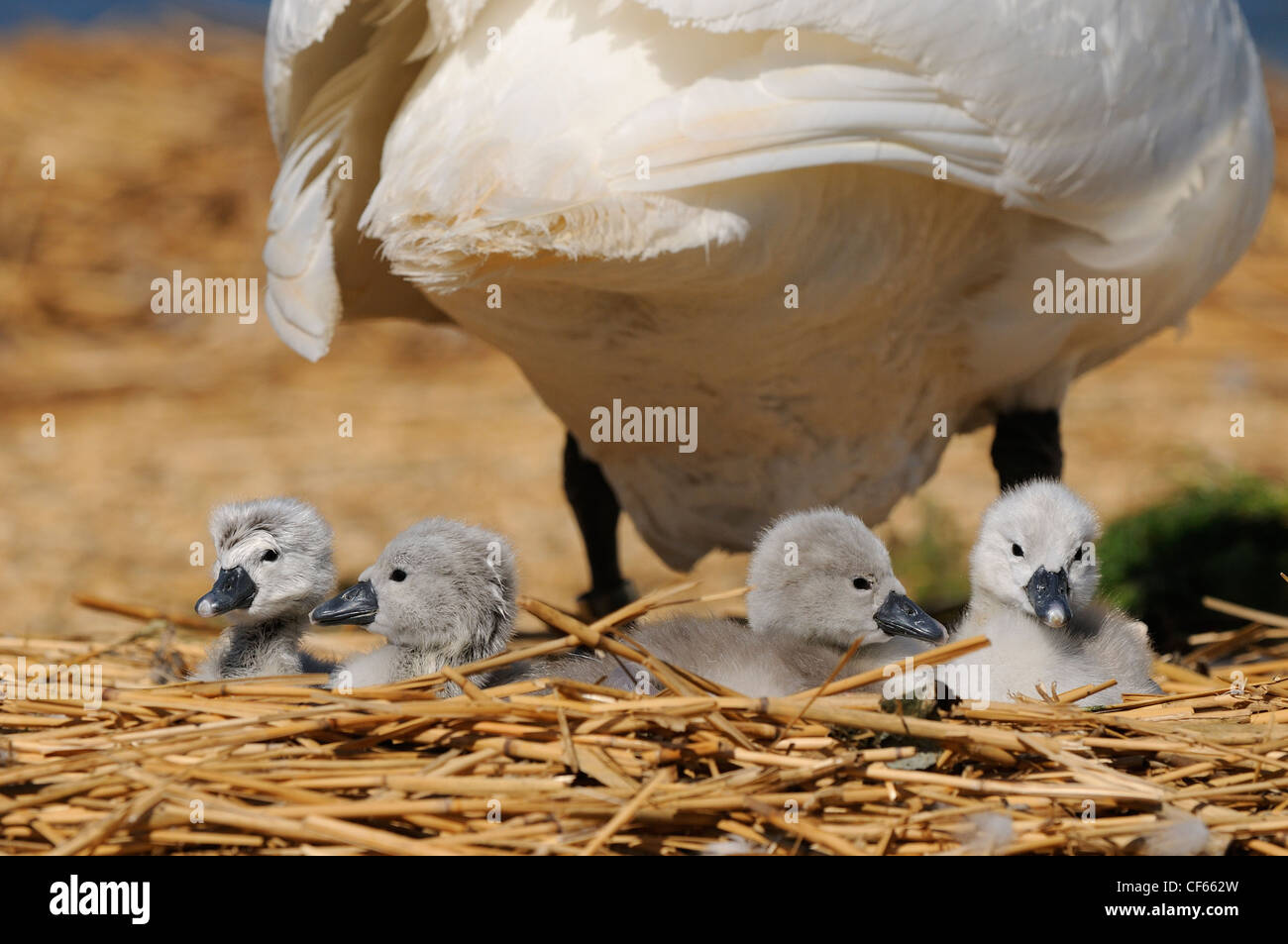 Mute Swan (Cygnus Olor) cygnets on nest with an adult at Abbotsbury Swannery. Stock Photo