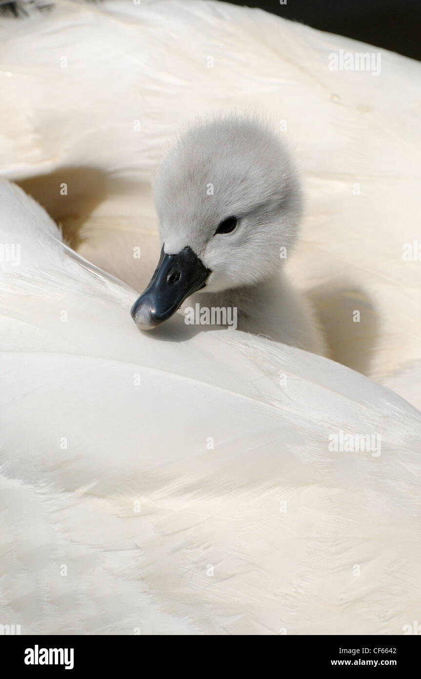 Mute Swan (Cygnus Olor) cygnet on mother's back at Abbotsbury Swannery. Stock Photo
