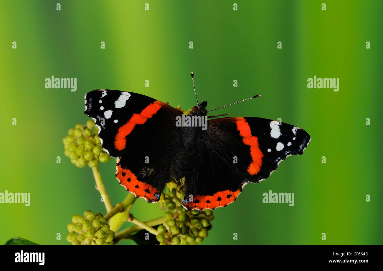 A Red Admiral Butterfly (Vanessa Atalanta). Stock Photo