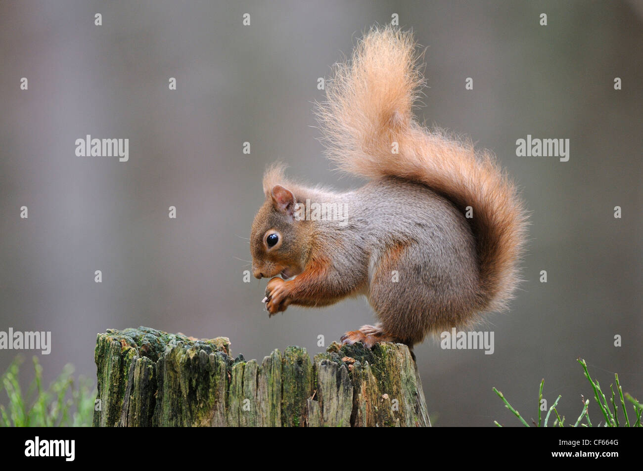 A Red Squirrel (Sciurus Vulgaris) sitting on tree stump eating a nut. Stock Photo