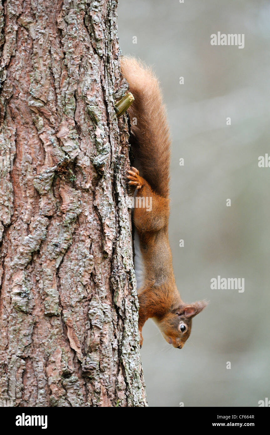 A Red Squirrel (Sciurus Vulgaris) running down a tree trunk. Stock Photo