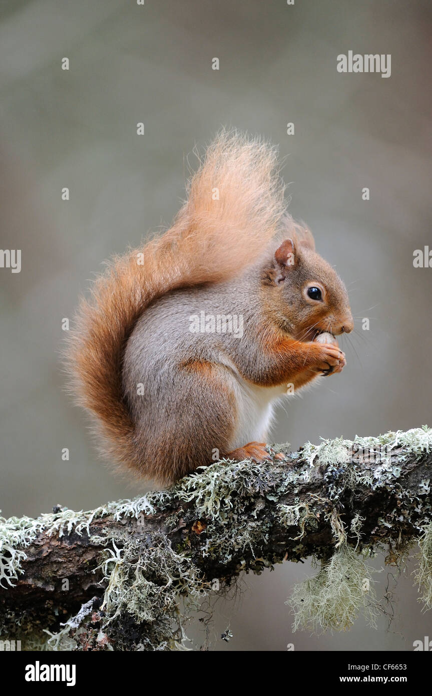 A Red Squirrel (Sciurus Vulgaris) sitting on a lichen covered branch eating a nut. Stock Photo