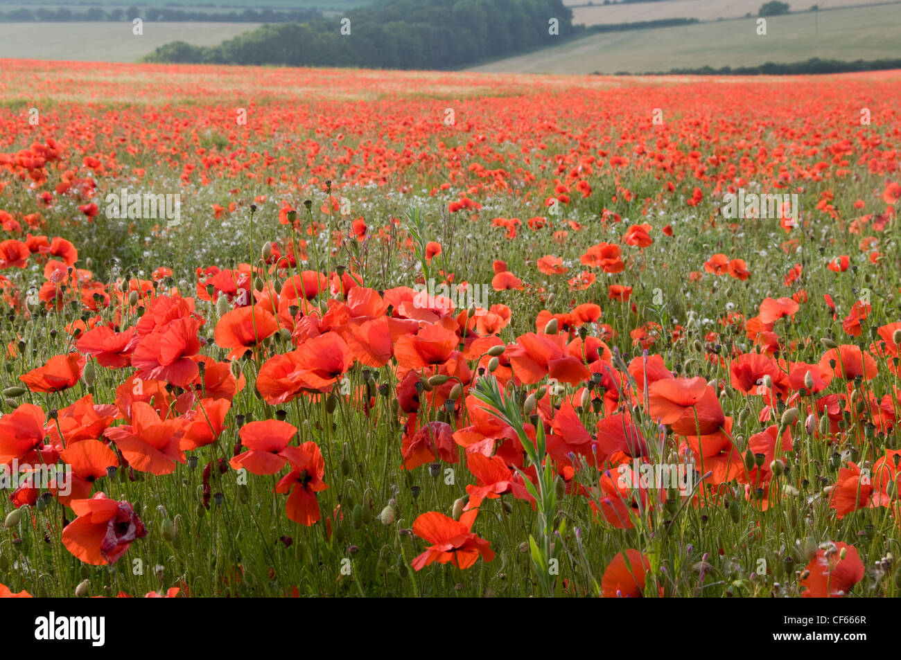 A view of a Poppy field (Papaver Rhoeas in Norfolk. Stock Photo