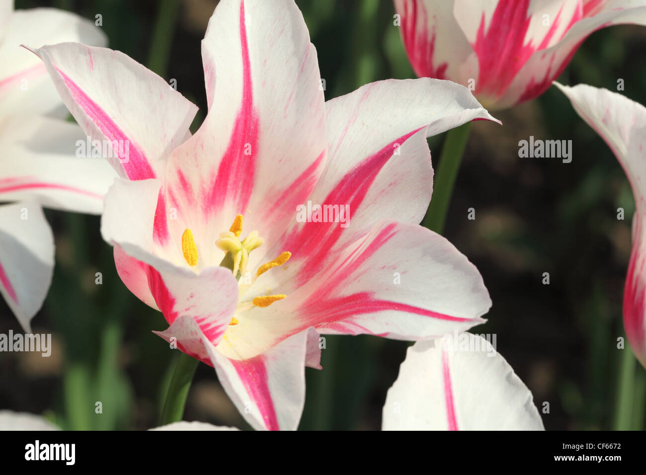 closeup of flowerbed with bright beautiful pink and white come out tulip, Marilyn sort Stock Photo